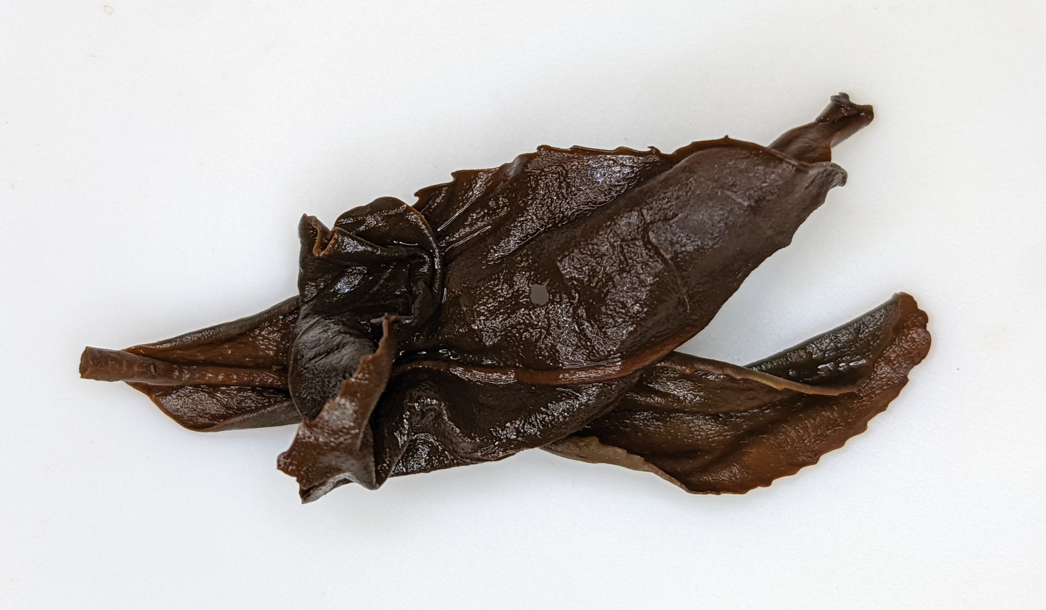 Final leaf